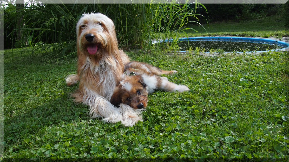 Wäller von der Straubenhalde